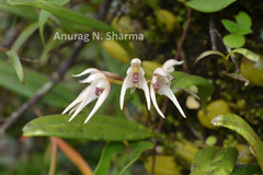 Bulbophyllum mysorense